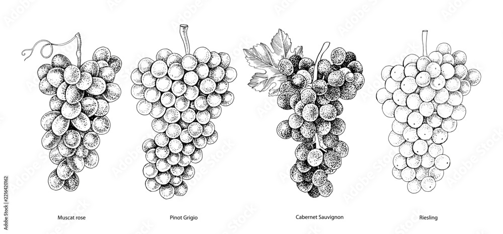 Fototapeta premium Sorts of wine grapes hand sketched vector