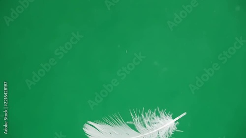 Single white feather falling slowly and drifting from side to side, green screen