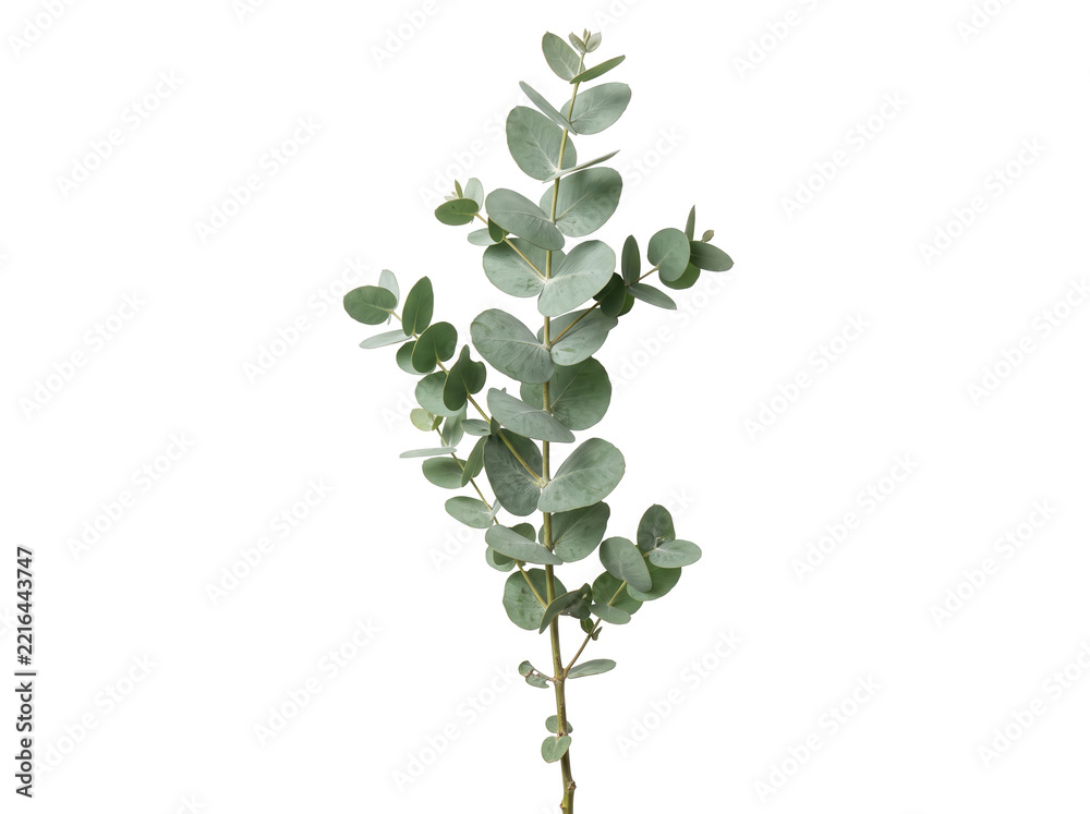 Naklejka premium Silver dollar eucalyptus branch with round sage green leaves capturing minimalist botanical elegance for wedding stationery design, spa branding, and floral arrangement mockup.