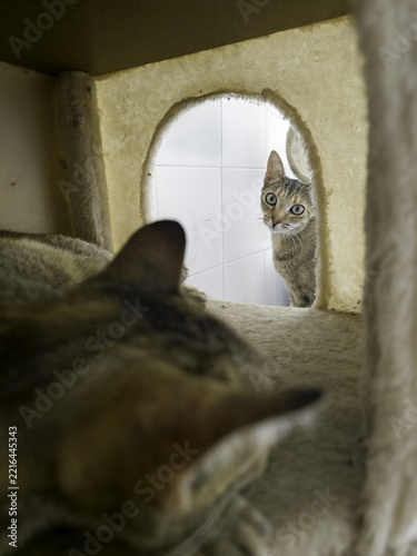 Cats in a feline colony
