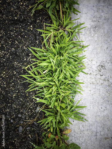 Grass on the asphalt