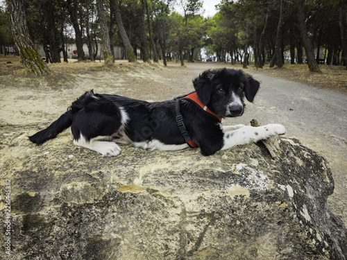 Dog enjoying itself in a forest