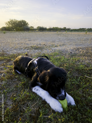 Dog enjoying itself in a forest