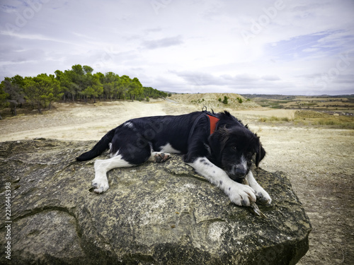 Dog enjoying itself in a forest