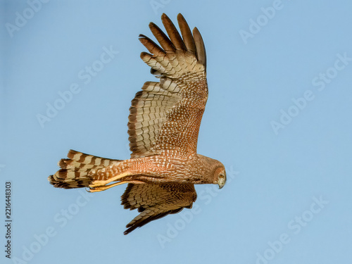 Spotted Harrier (Circus assimilis) in Australia