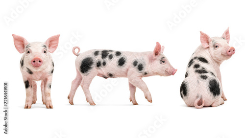 Three cute spotted piglets standing and sitting against a background, generated using ai