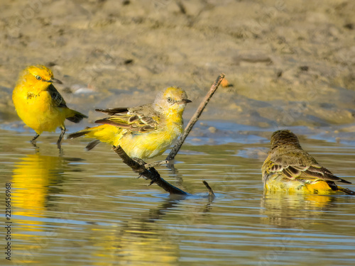 Rare wild Yellow Chat (Epthianura crocea) in Australia