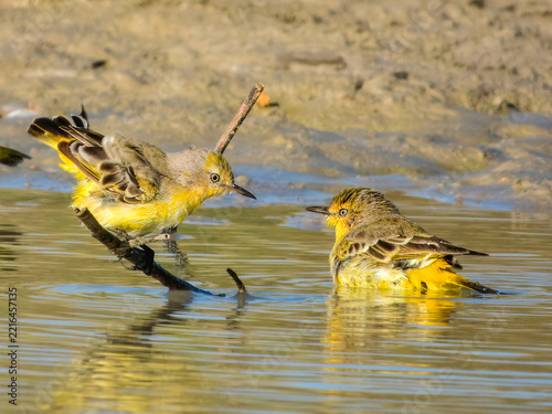 Rare wild Yellow Chat (Epthianura crocea) in Australia