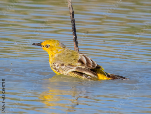 Rare wild Yellow Chat (Epthianura crocea) in Australia