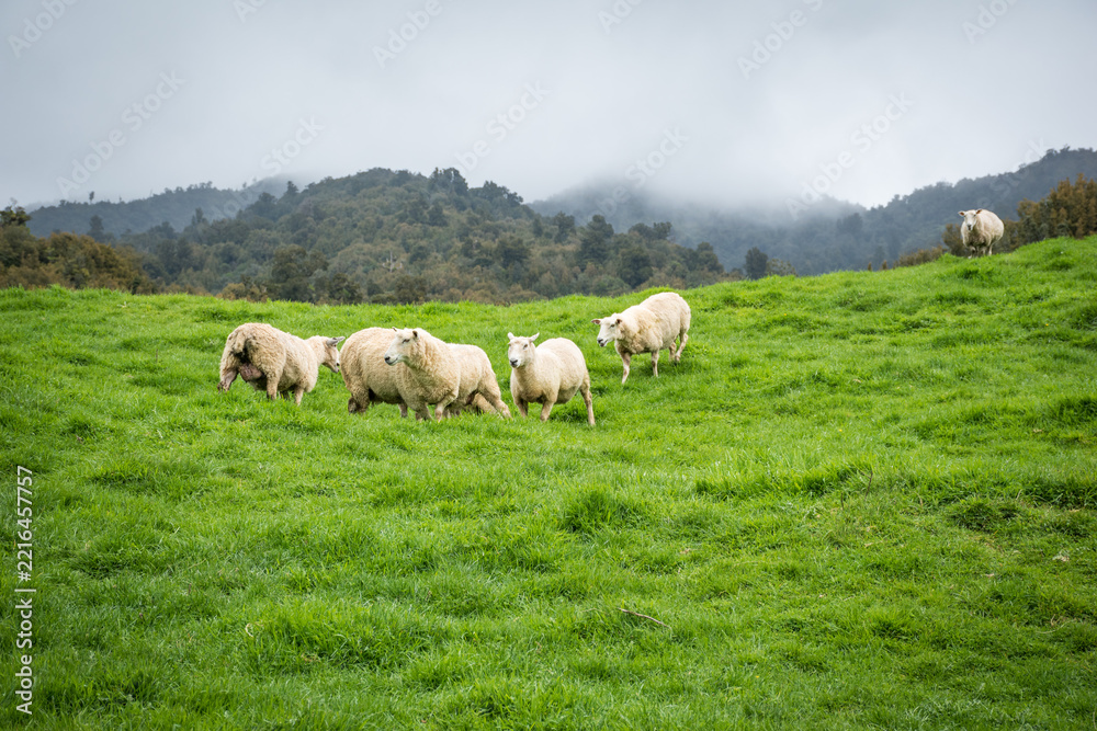 Fototapeta premium flock of sheep and lambs in green pasture