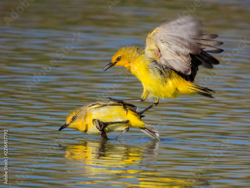 Rare wild Yellow Chat (Epthianura crocea) in Australia