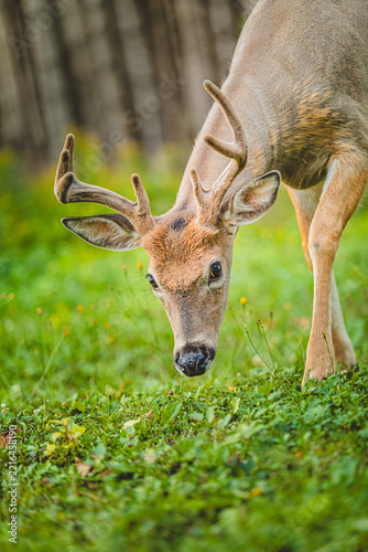 Young deer grazing on lush green grass in a quiet forest setting during the day