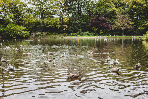 Scenic Pond with Ducks and Birds in Urban Park