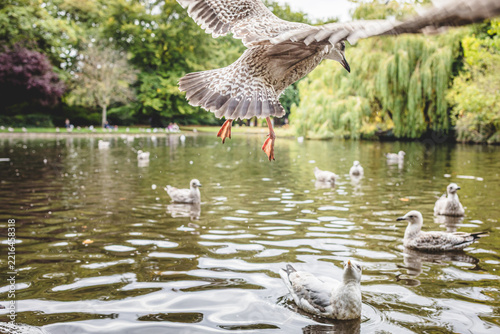 Bird Flying Low Over Pond Water in Park