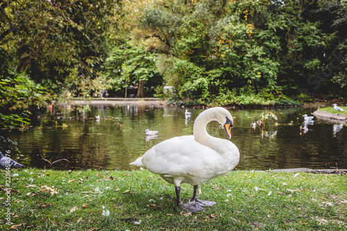White Mute Swan Standing on Grass Near Pond
