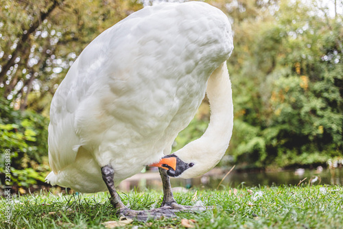 Mute Swan Preening Feathers on Grass Bank
