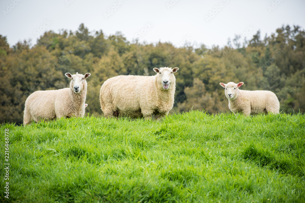 Obraz premium flock of sheep in green pasture