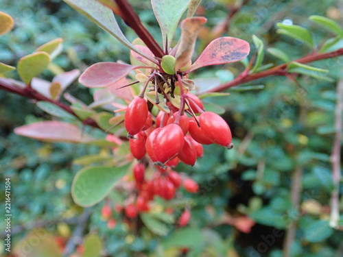 red berry on a green tree branch in autumn