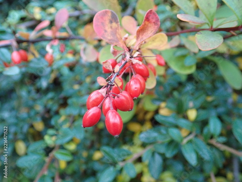 red berry on a green tree branch in autumn