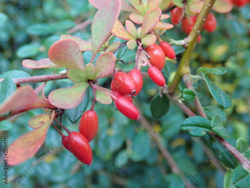 red berry on a green tree branch in autumn