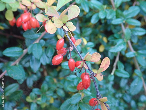 red berry on a green tree branch in autumn
