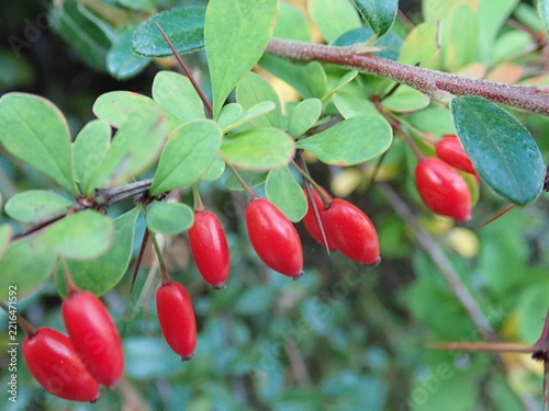 red berry on a green tree branch in autumn