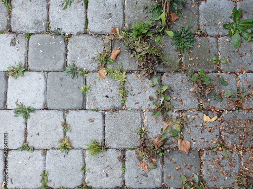 street cobble stone with grass