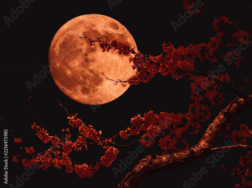 Blood red full moon glowing in the night sky behind delicate dark branches