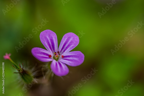 Ruprechtskraut mit violetter Blüte bei Sankt Englmar im Bayerischen Wald