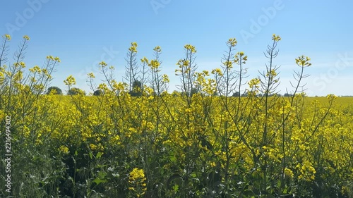 Oilseed rape blooming in the farmland in countryside.