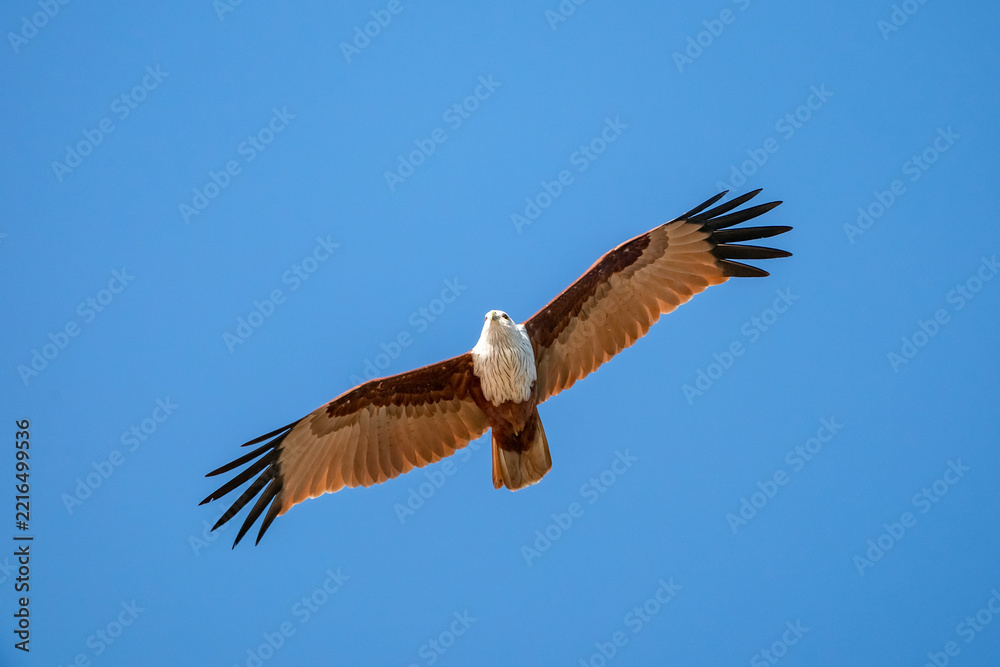 Obraz premium Brahminy Kite, Haliastur indus