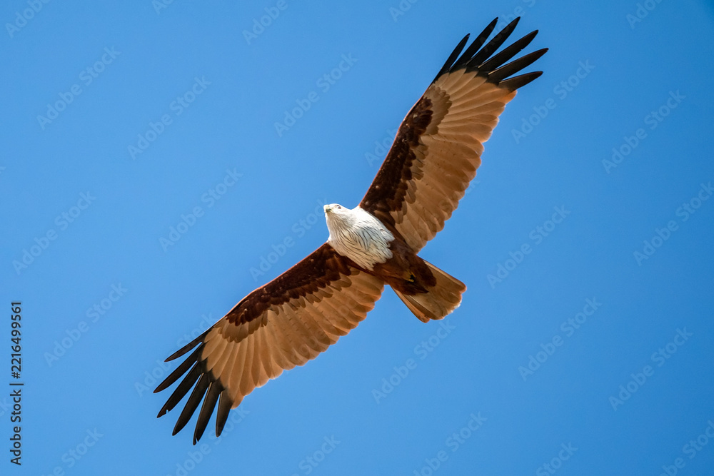 Obraz premium Brahminy Kite, Haliastur indus