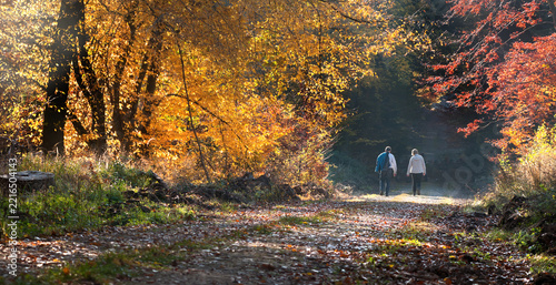 Spaziergang im Herbstwald
