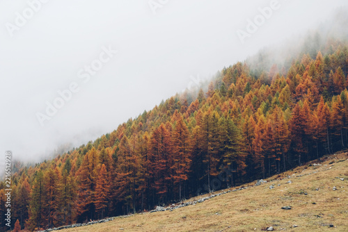 Mountain landscape in the Alps with colorful trees surrounded by white fog in autumn. Natural background.