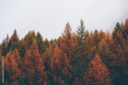 Colorful coniferous treetops in mountain woodland. Natural texture for background with autumn foliage.