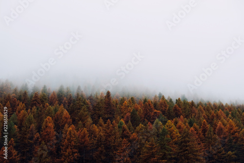 Misty autumn morning in mountain forest with colorful treetops surrounded by haze. Nature texture for background.