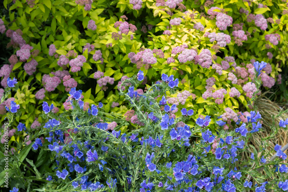 Obraz premium Beautiful blooming echium blue bedder flowers in the garden.