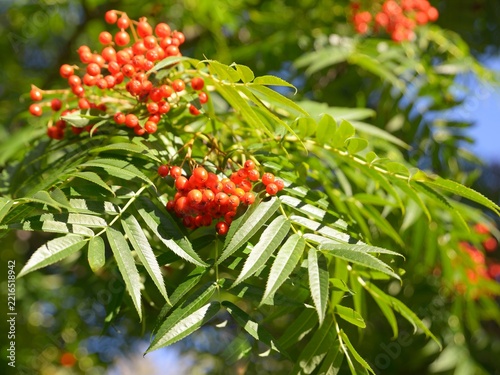 Close up of rowan berries