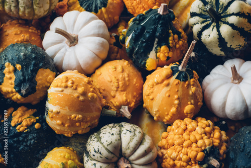 A lot of cute colorful mini pumpkins and gourds for Halloween and Thanksgiving celebration. Autumn texture for background.