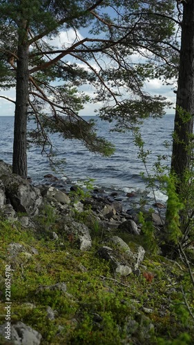 Two pine trees on a rocky lake shore with moss and wild berries, waves in the background