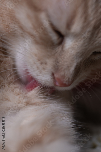 A kitten licks its foreleg with its eyes closed. A tight view shows cream fur and a pink tongue against a softly blurred indoor background.