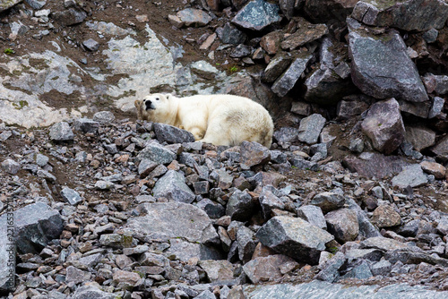 Polar bear lying on the stones on Wrangel Island, Arctic