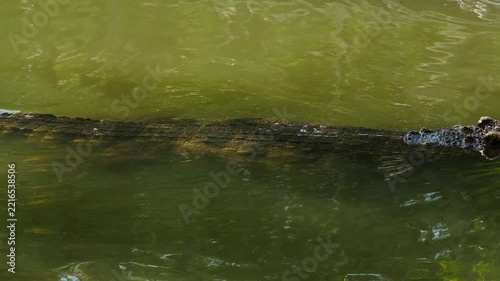 A crocodile swimming with only part of its body visible above the surface of a murky green river. Concepts: wildlife, predators, nature, and dangerous animals in their natural riverine habitat.	
