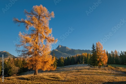 Majestic Krivan mountain peak in autumn landscape with yellow larch trees and sunny blue sky. Beautiful fall scenery in High Tatras National Park, Slovakia, Central Europe.