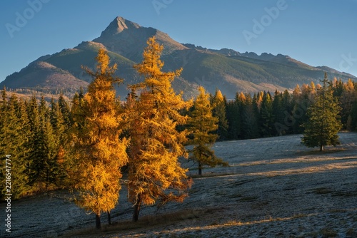 Majestic Krivan peak with two golden larch trees on a frosty meadow in autumn. Beautiful morning scenery in High Tatras National Park, Slovakia, Central Europe scenery in fall season