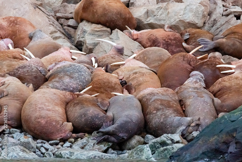 Large walrus rookery in autumn on Wrangel Island, Arctic