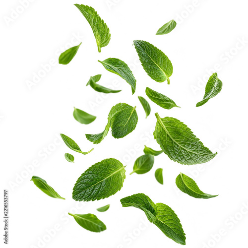 Fresh mint leaves falling isolated on transparent background for herbal tea cooking and freshness