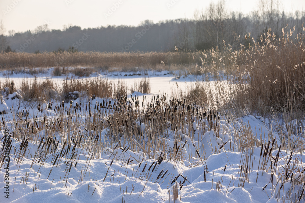 Fototapeta premium Snow-covered cattails and dry reeds fill a frozen marsh bathed in soft morning sunlight, creating a tranquil winter landscape of frost, muted colors and quiet rural wetlands