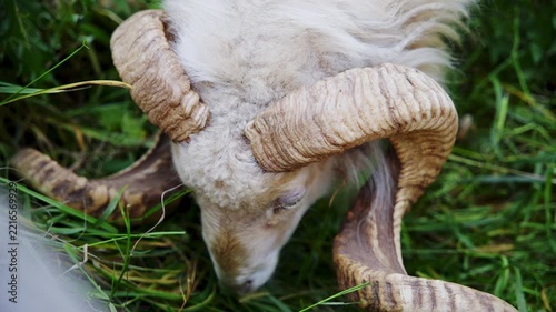 Close up shot of a white ram with long spiral horns grazing on green grass.