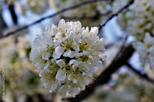 Obraz na plátně cherry tree blossom